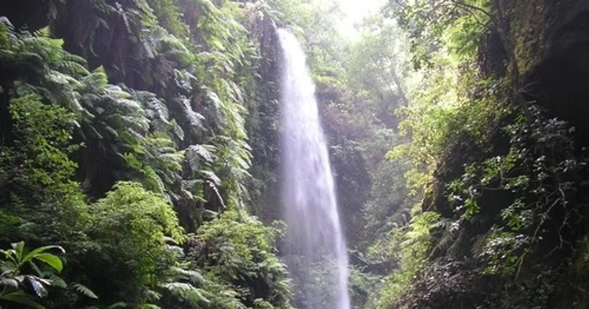 Los Tilos Forest in La Palma near Casa Arash